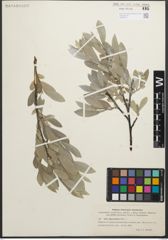 Foto von Salix glaucosericea Flod.